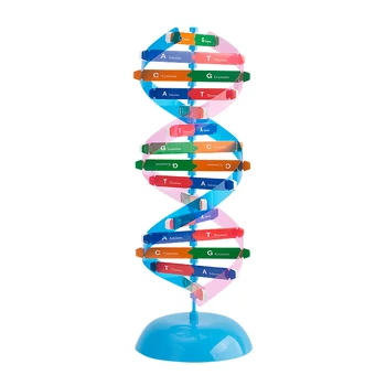 Молекулярная модель ДНК, модель структуры двойной спирали, модель Компонентной структуры хромосом, пары оснований CGAT